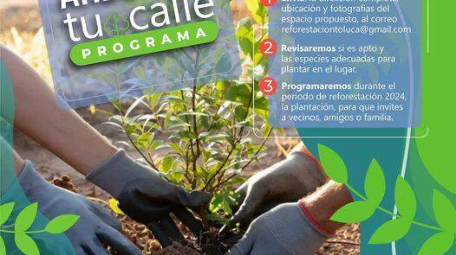 programa reforestación